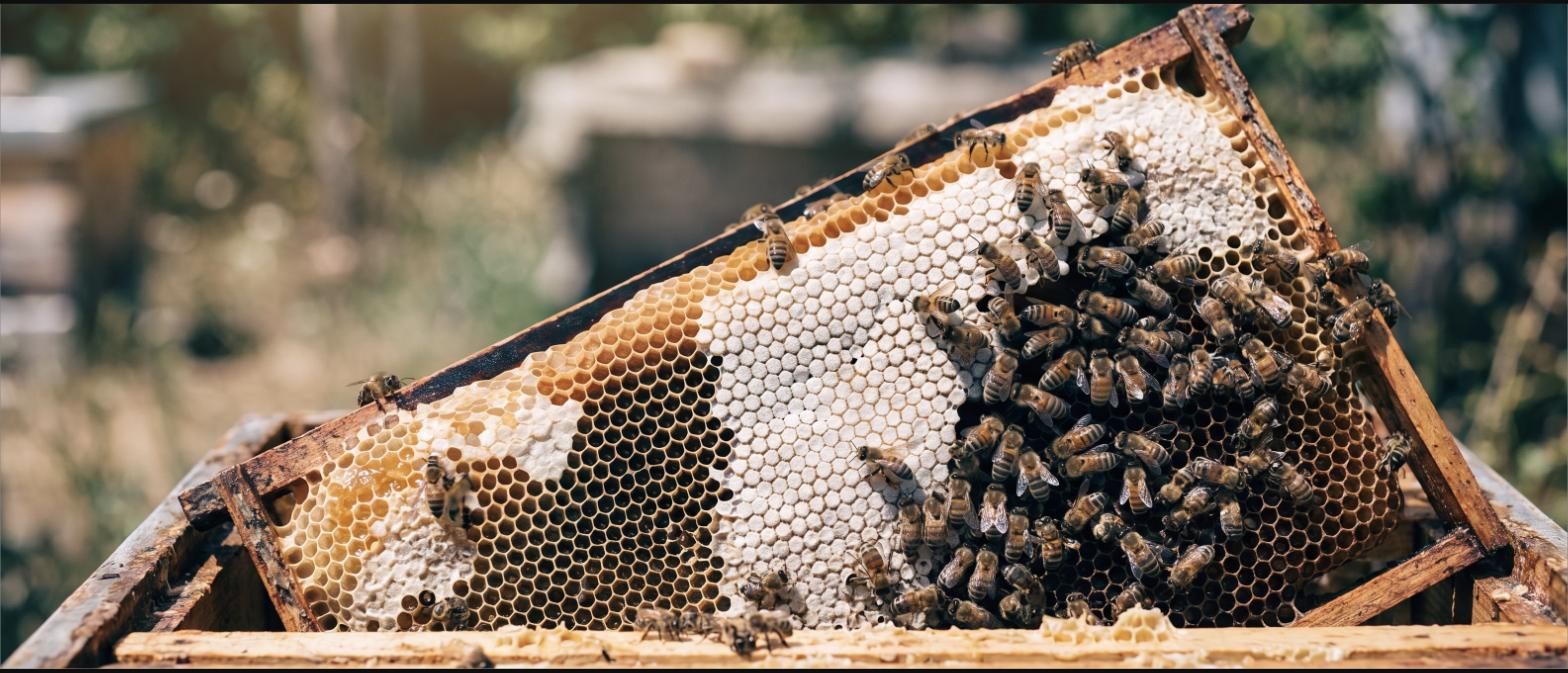 Close-up of a honeycomb frame heavy with capped honey and bees